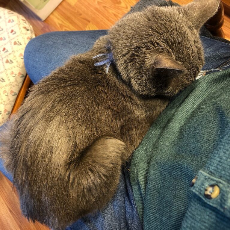Can’t get up, there’s a strange grey furry lump on my lap.