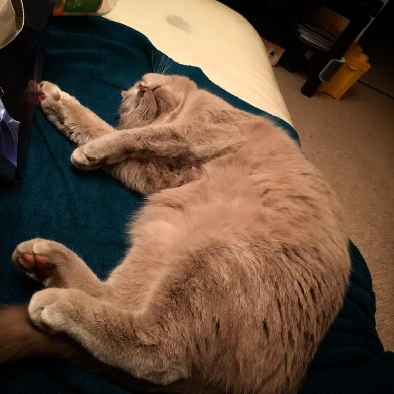 Cat Geometry 101: Curves Module