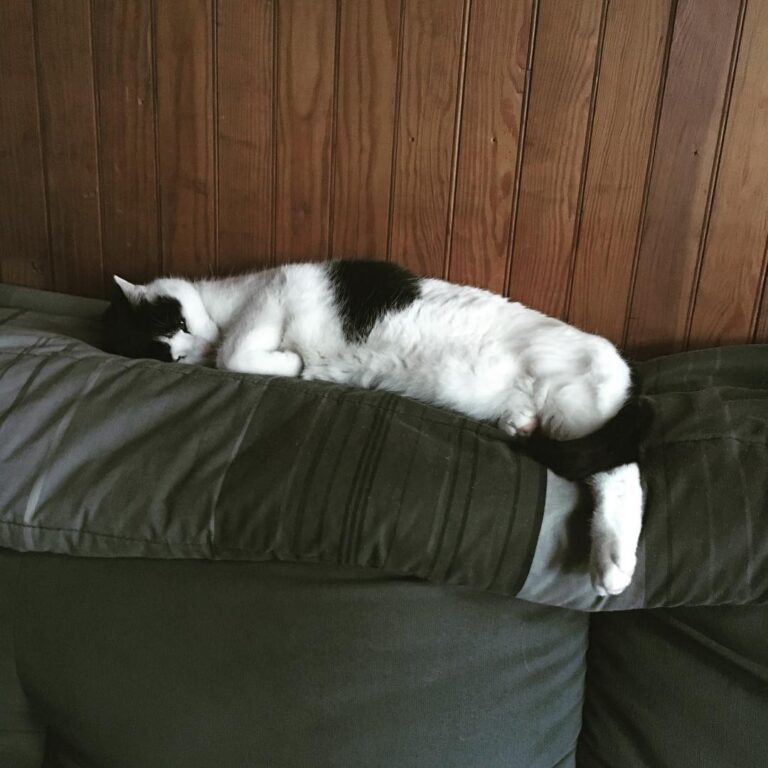 Catmelt.