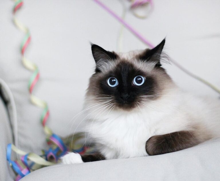 Caturday fun #