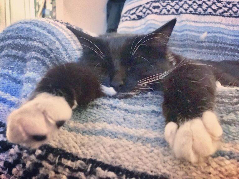 Caturday vibes.