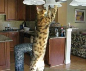 FunnyCatSite