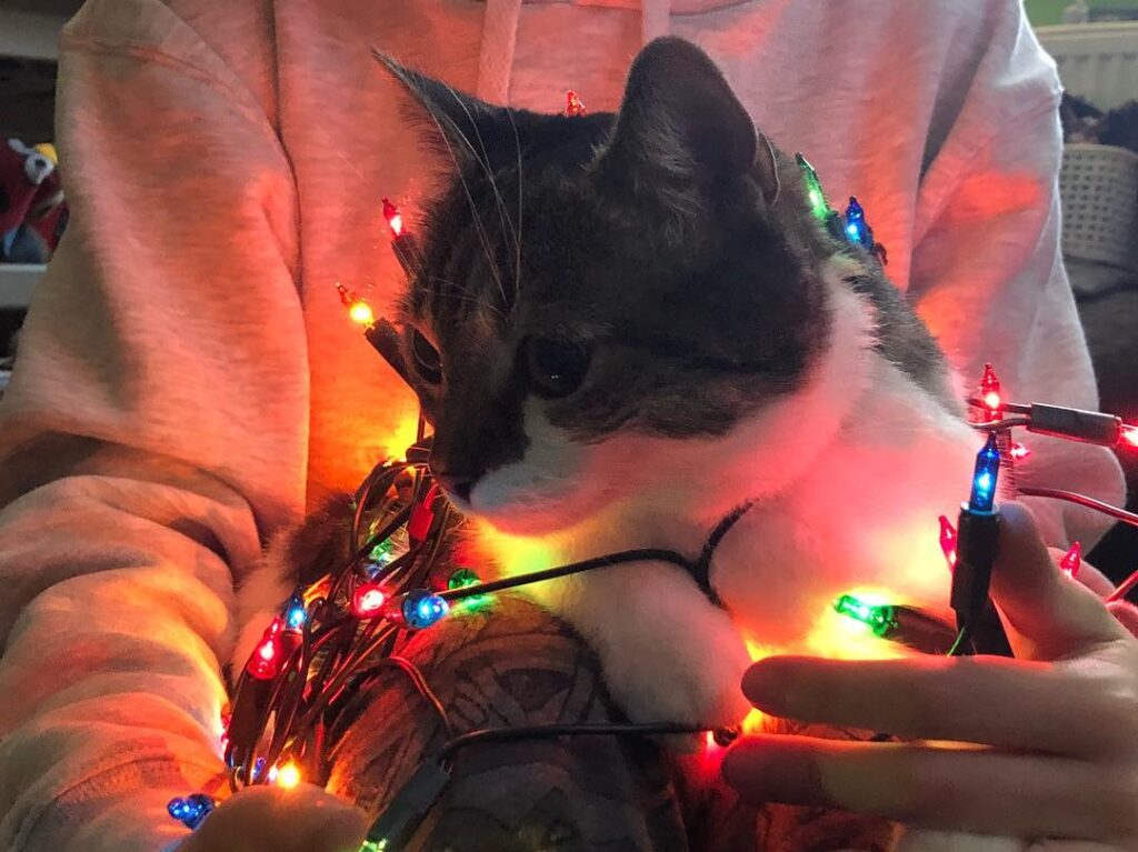 Christmas kitten * * * *