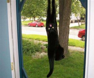 FunnyCatSite