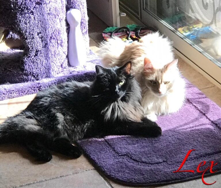 Cold in Phoenix so brofur & I had a to get warm.