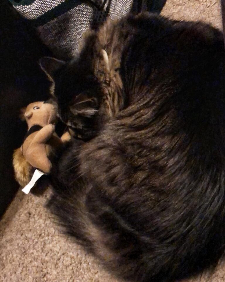 Cuteness overload!!!⁣ ⁣ Charlie has a new baby! This squeaky squirrel