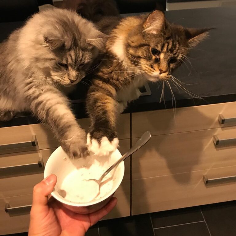 Da halten die Brüder Drogo und Jack zusammen #ärgerdiekatze ärgern