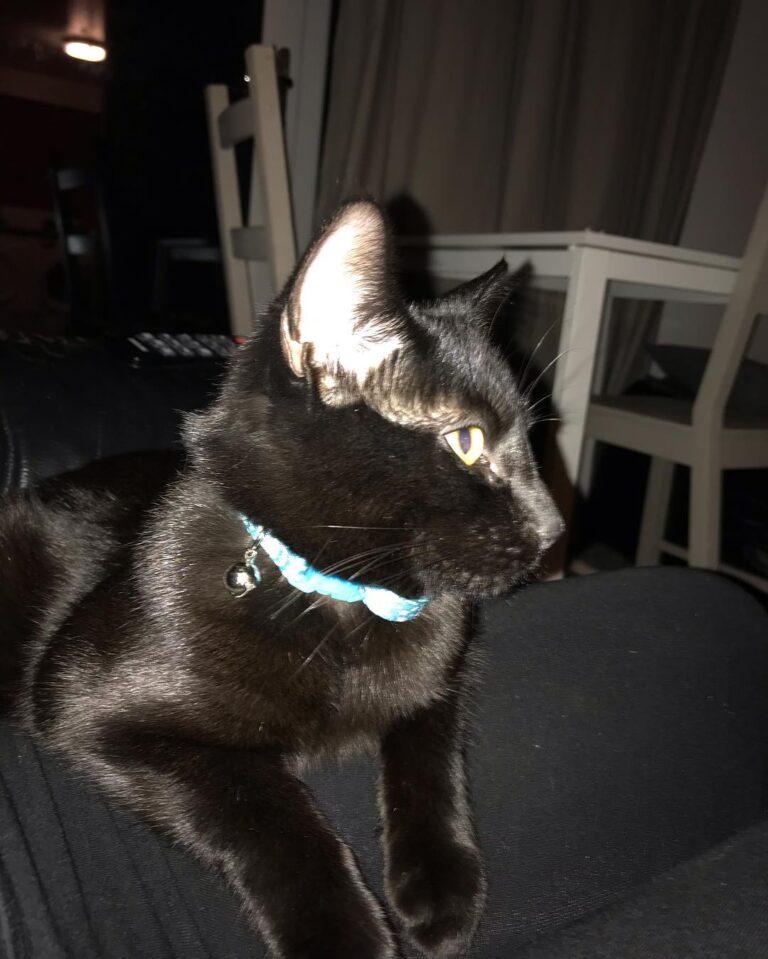 Derek looking more like a kitten
