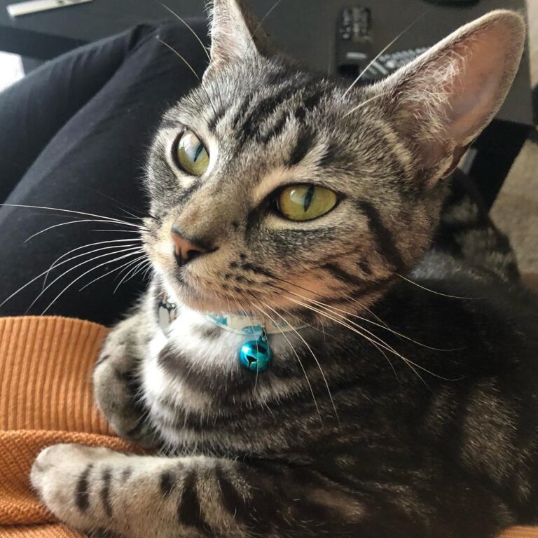 Do you think I could be a professional model? . . . .