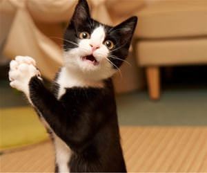 FunnyCatSite