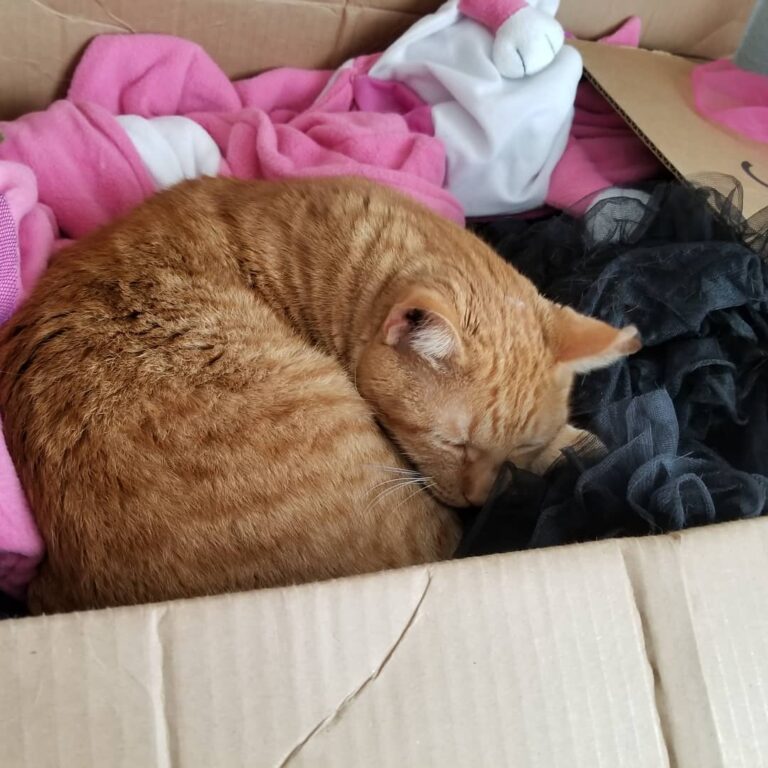 Cute Cat Moment