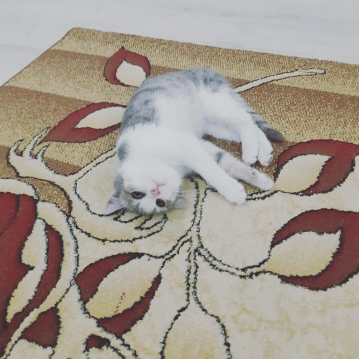 Dünyanın en güzel hissi.. :)) Sahipsiz, çaresiz miniklerin güzel