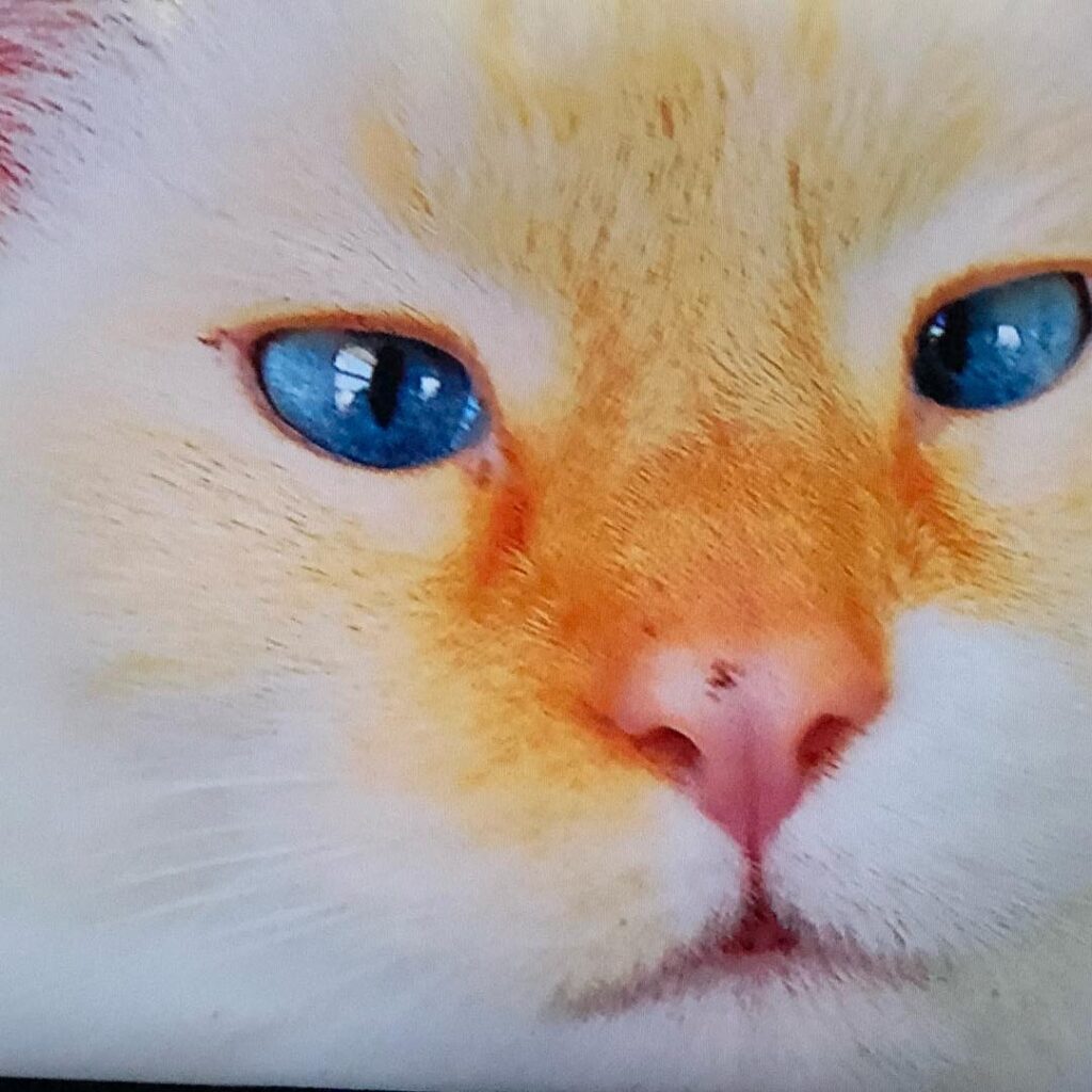 Durpa durpa , meow meow.