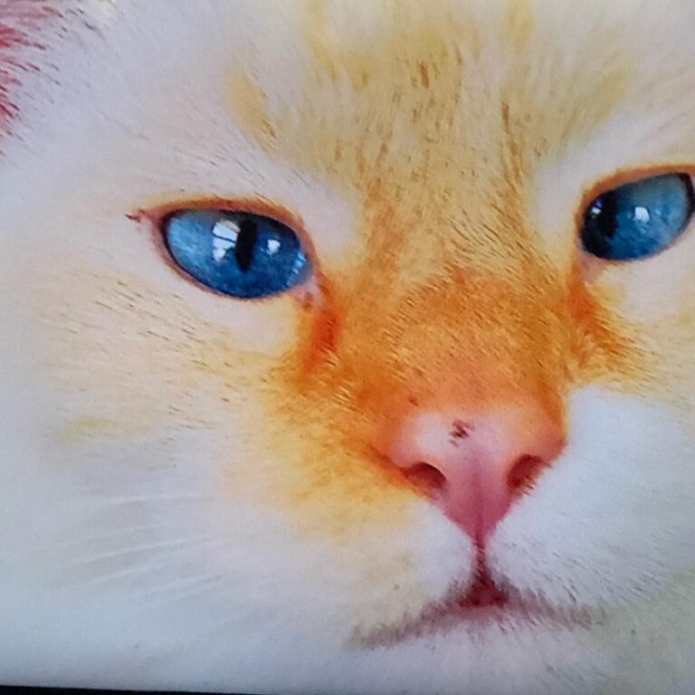 Durpa durpa , meow meow.