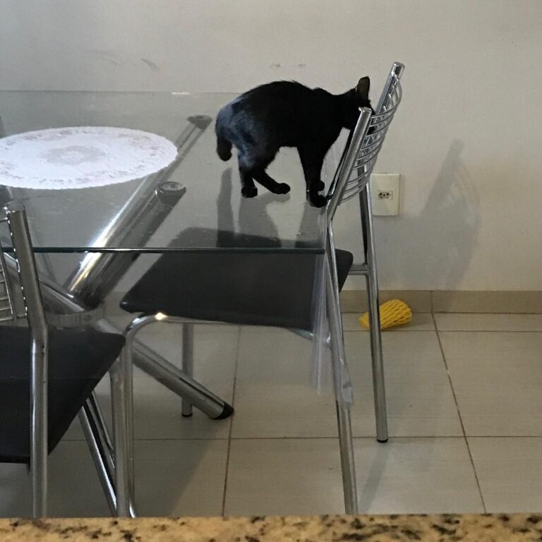 Ela ficou falando “desce daí Stan Lee… desce daí”… não sei qual o