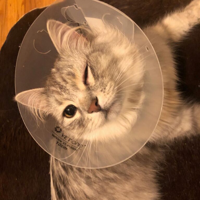 Fitzy kitty couldn’t stop rubbing his eye, and thankfully was taking