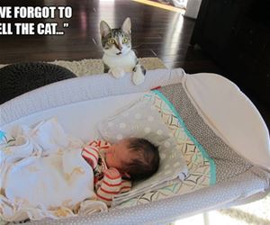 FunnyCatSite