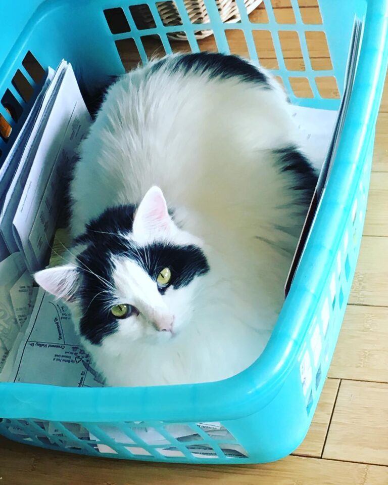 Franklin tri-pod kitty! Up for adoption! PM us for more info.