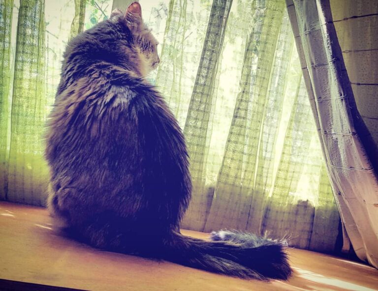 Frey esperando a los reyes magos. . . . . . . . . . . .. . . . . . .