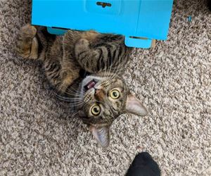 FunnyCatSite