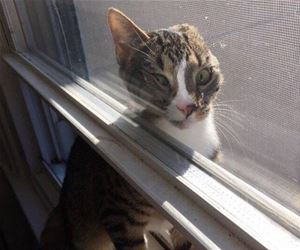 FunnyCatSite