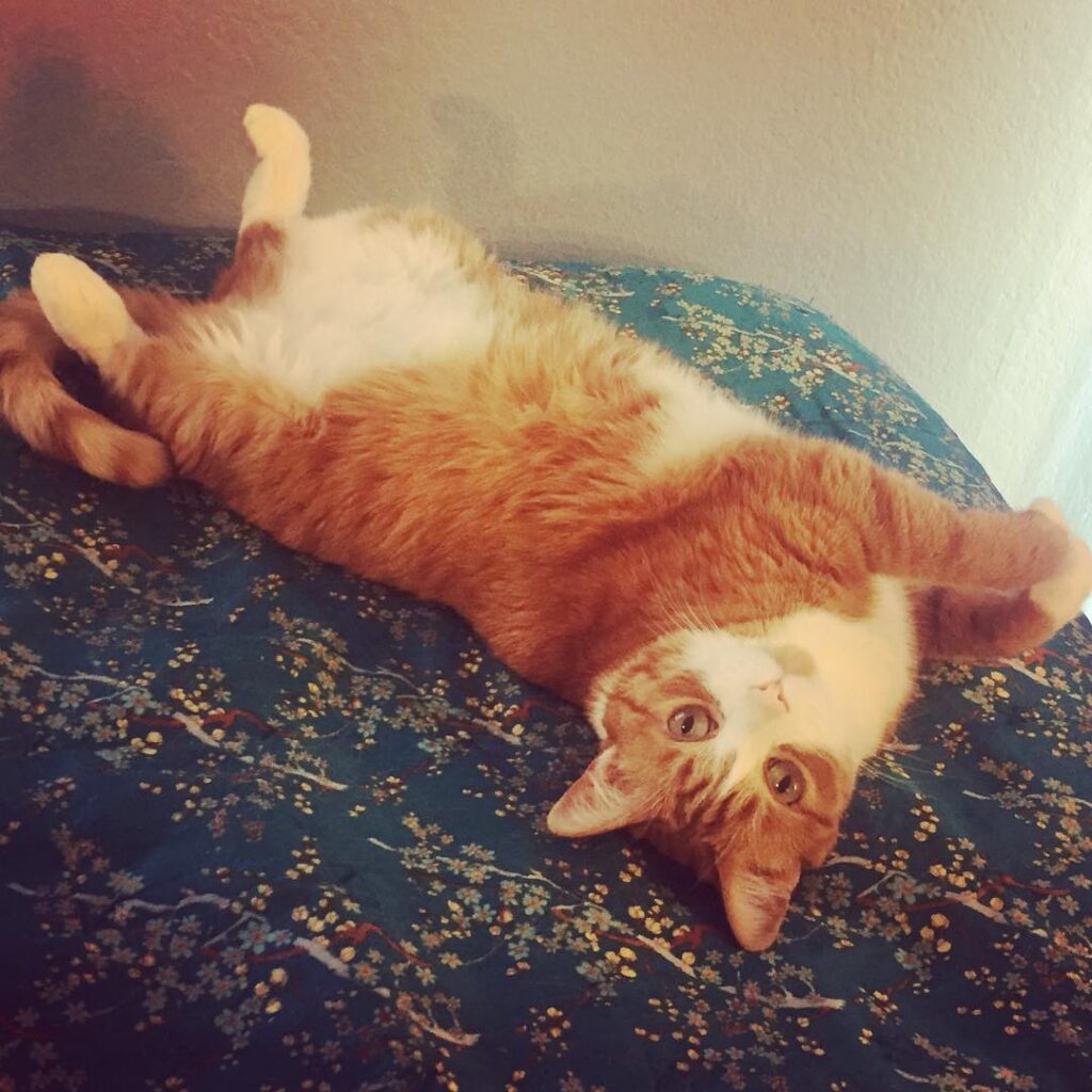 HAPPY CATURDAY!!! Wall-E says “Behold my tummeh.”