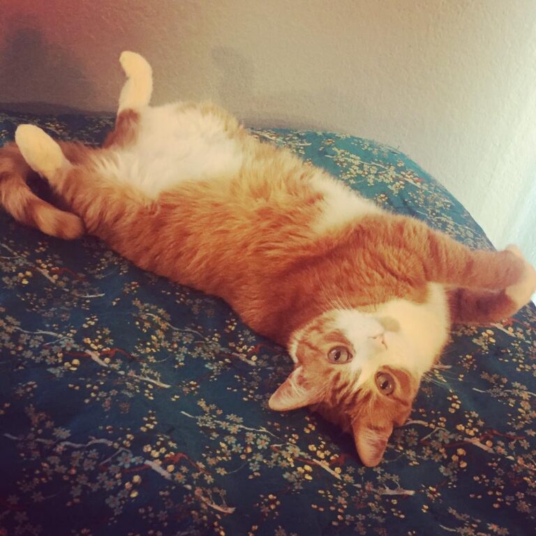 HAPPY CATURDAY!!! Wall-E says “Behold my tummeh.”