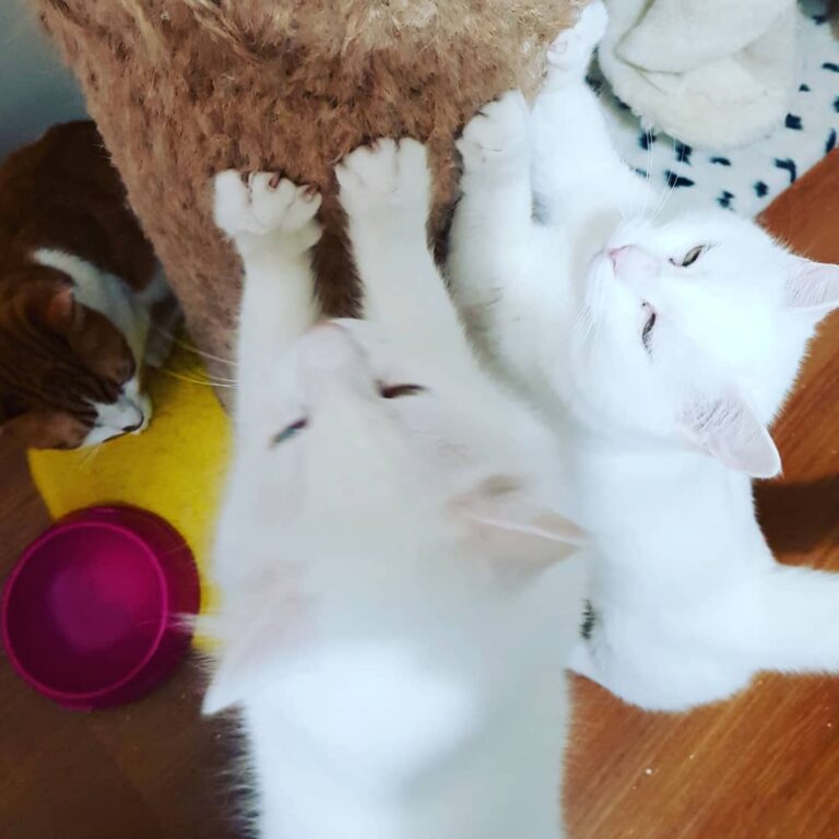 Hands up ıt