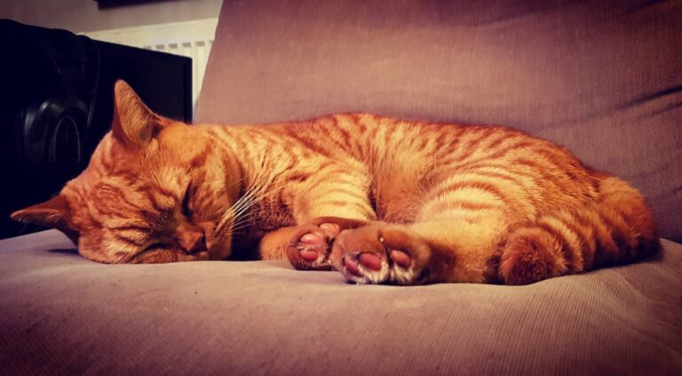 Happy . I am being a really wonderful cat this evening, keeping the