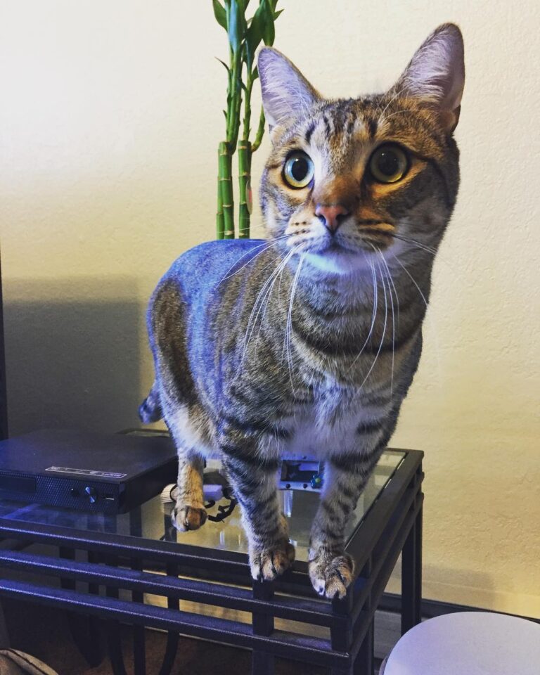 Happy Caturday from Kiki and Sammy!