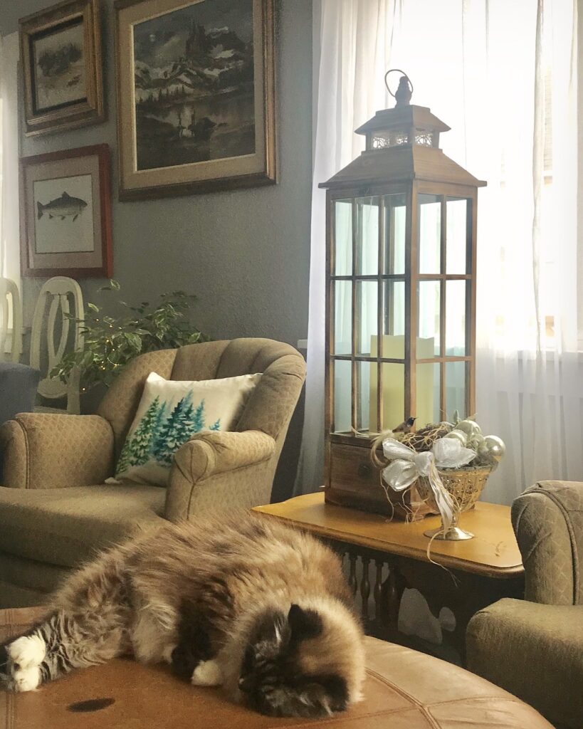 Happy to be home,our sweet old kitty Rowan. She spent the last