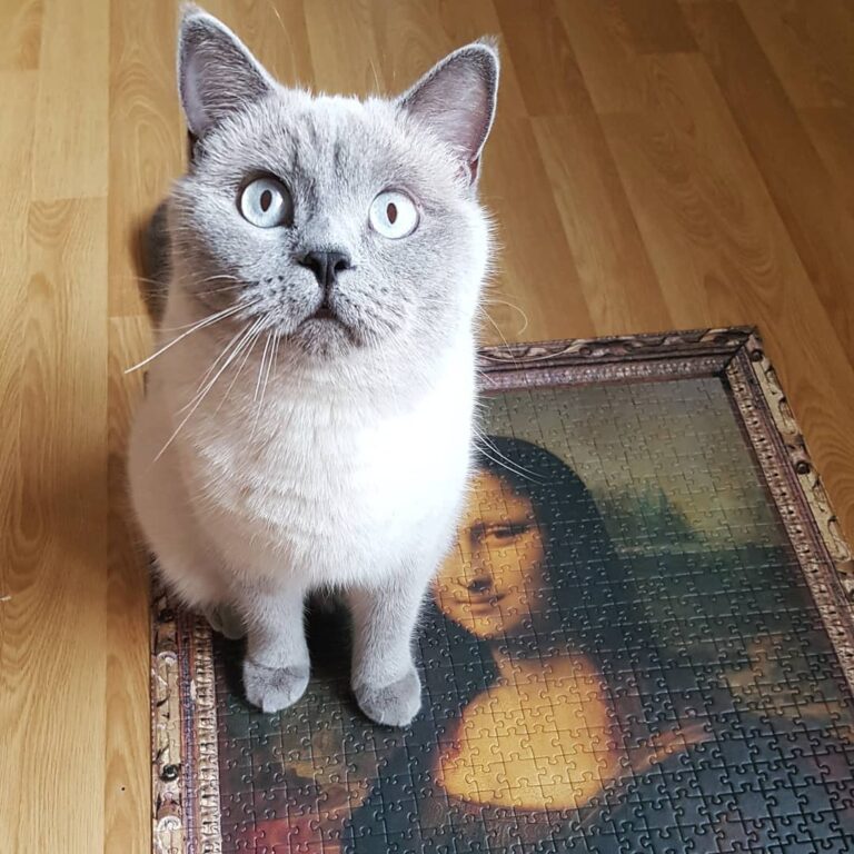 Hello, human. It is the perfect sitting place, isn’t it?