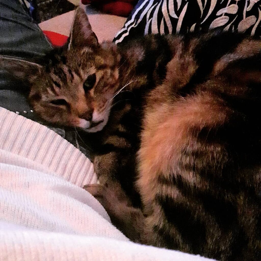 Here is Benson cuddling up to me on the Saturday night..