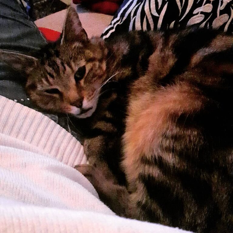 Here is Benson cuddling up to me on the Saturday night..
