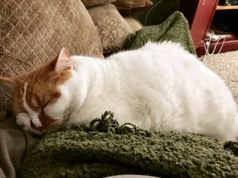 He’s typically not a lap cat. But when he is, I just let him.