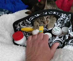 FunnyCatSite