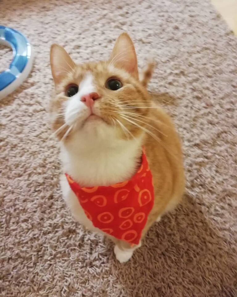 Hi guys! I got a new bandana! ~ Bandana: made by hooman ~ Follow my