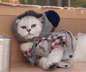 FunnyCatSite