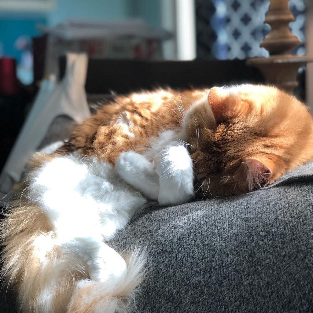 Hope you’re enjoying your Caturday! I’m enjoying snoozing in the sun