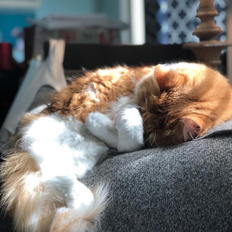 Hope you’re enjoying your Caturday! I’m enjoying snoozing in the sun