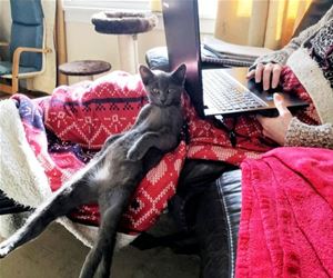 FunnyCatSite