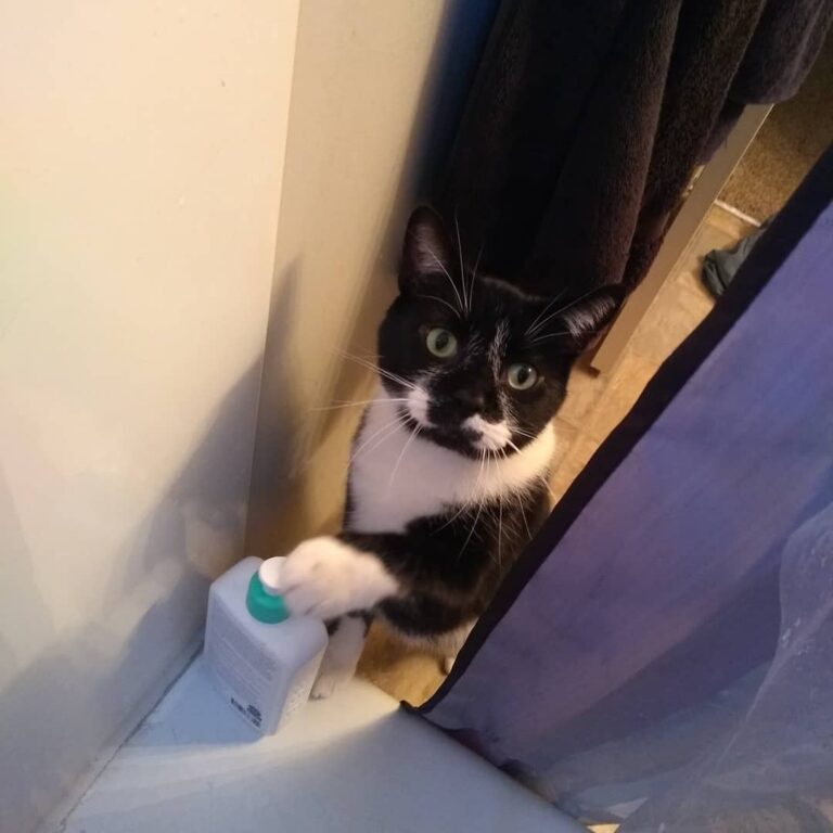 Human, you have been in the small water closet alone for some time