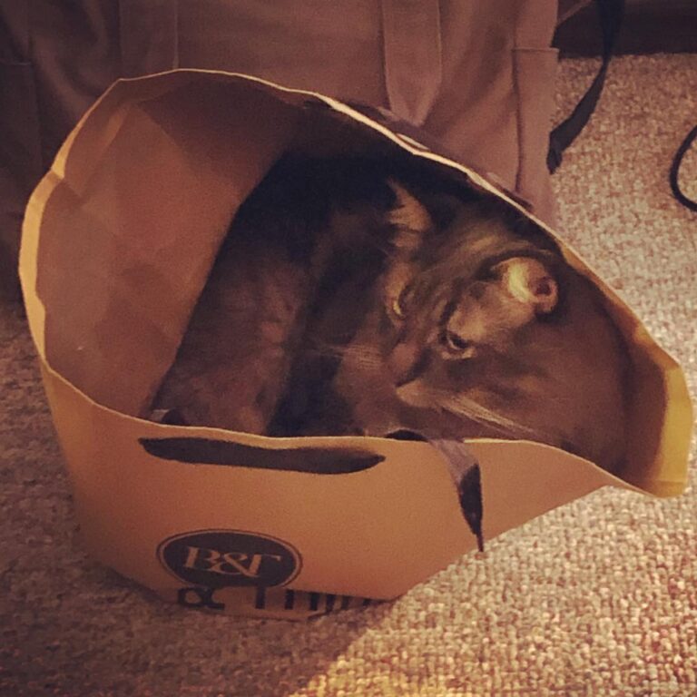 I have never loved any paper bag as much as I love this paper bag.