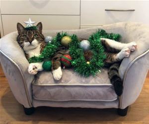 FunnyCatSite