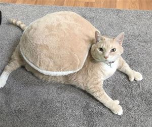 FunnyCatSite