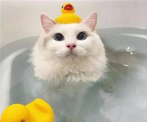 FunnyCatSite