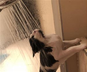 FunnyCatSite