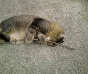 FunnyCatSite