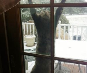 FunnyCatSite