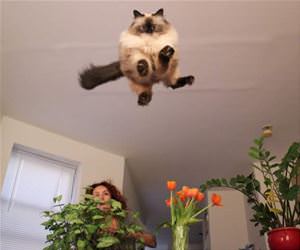 FunnyCatSite